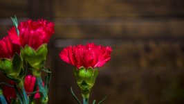 Desktop wallpaper. Flowers. ID:146793