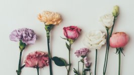 Desktop wallpaper. Flowers. ID:146954