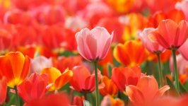Desktop wallpaper. Flowers. ID:146955