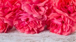 Desktop wallpaper. Flowers. ID:147084