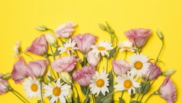 Desktop wallpaper. Flowers. ID:147382