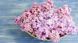 Desktop wallpaper. Flowers. ID:148054