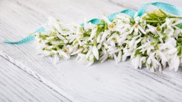 Desktop wallpaper. Flowers. ID:148287