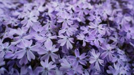Desktop wallpaper. Flowers. ID:148313