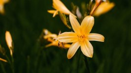 Desktop wallpaper. Flowers. ID:148357