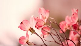 Desktop wallpaper. Flowers. ID:148360