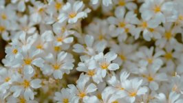 Desktop wallpaper. Flowers. ID:148363