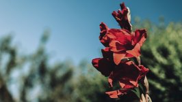 Desktop wallpaper. Flowers. ID:148404