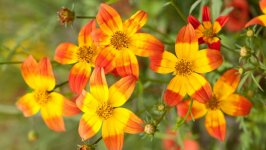 Desktop wallpaper. Flowers. ID:148426