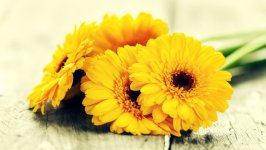 Desktop wallpaper. Flowers. ID:148612