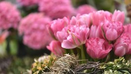 Desktop wallpaper. Flowers. ID:148627