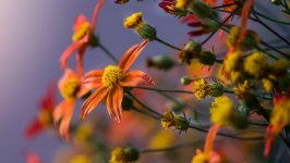 Desktop wallpaper. Flowers. ID:148730