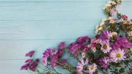 Desktop wallpaper. Flowers. ID:148754