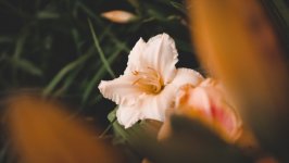 Desktop wallpaper. Flowers. ID:148830