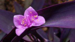 Desktop wallpaper. Flowers. ID:148850