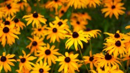 Desktop wallpaper. Flowers. ID:148881