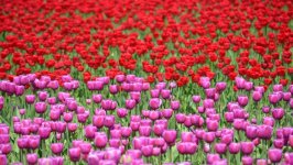 Desktop wallpaper. Flowers. ID:149144