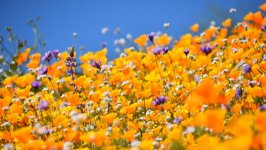Desktop wallpaper. Flowers. ID:149153