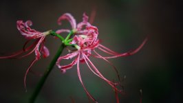 Desktop wallpaper. Flowers. ID:149159