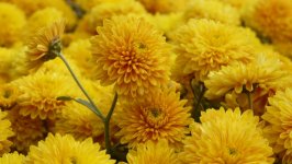 Desktop wallpaper. Flowers. ID:149215