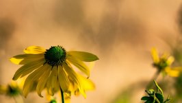Desktop wallpaper. Flowers. ID:149655