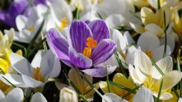 Desktop wallpaper. Flowers. ID:149663