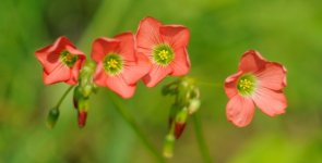 Desktop wallpaper. Flowers. ID:149740