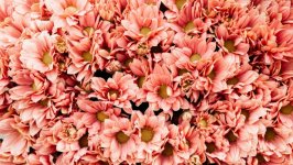 Desktop wallpaper. Flowers. ID:149782