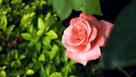 Desktop wallpaper. Flowers. ID:149786