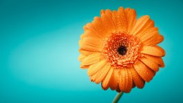 Desktop wallpaper. Flowers. ID:149995