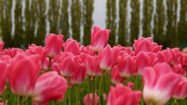 Desktop wallpaper. Flowers. ID:150003