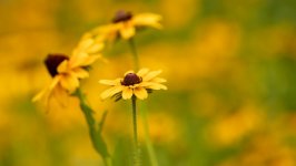 Desktop wallpaper. Flowers. ID:150012