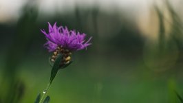 Desktop wallpaper. Flowers. ID:150019