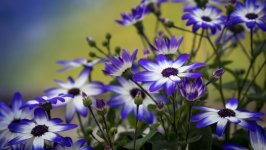 Desktop wallpaper. Flowers. ID:150451