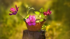 Desktop wallpaper. Flowers. ID:150474