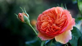 Desktop wallpaper. Flowers. ID:150822