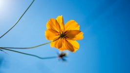 Desktop wallpaper. Flowers. ID:150917