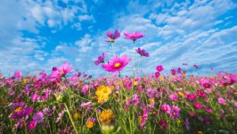 Desktop wallpaper. Flowers. ID:150942