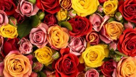 Desktop wallpaper. Flowers. ID:151366