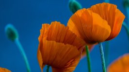 Desktop wallpaper. Flowers. ID:151600