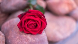 Desktop wallpaper. Flowers. ID:151638
