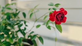 Desktop wallpaper. Flowers. ID:163968