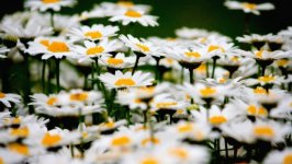 Desktop wallpaper. Flowers. ID:152036