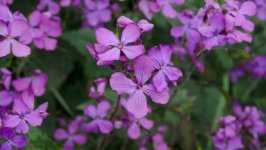 Desktop wallpaper. Flowers. ID:152131