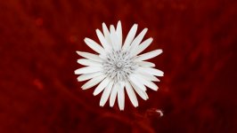Desktop wallpaper. Flowers. ID:152223