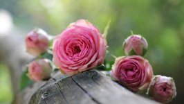 Desktop wallpaper. Flowers. ID:152473