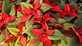 Desktop wallpaper. Flowers. ID:152524