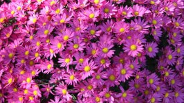 Desktop wallpaper. Flowers. ID:152541