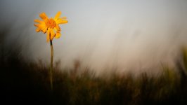 Desktop wallpaper. Flowers. ID:152839