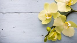 Desktop wallpaper. Flowers. ID:152870